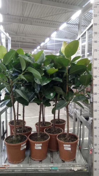 <h4>Ficus elastica 'Robusta'</h4>