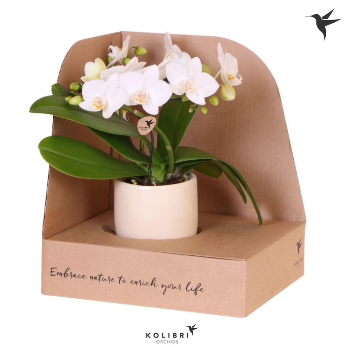 <h4>Kolibri Orchids Phalaenopsis Halo white in Gummy pot travertine in showbox</h4>