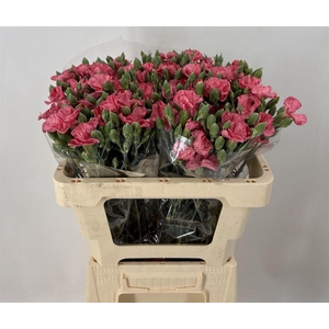 DI SP. SYMPLY STRIPEFLY