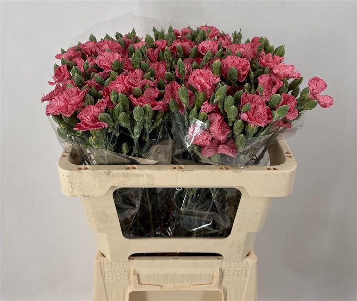 <h4>DI SP. SYMPLY STRIPEFLY</h4>