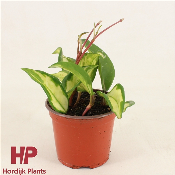 <h4>Hoya carnosa 'Tricolor Narrow Leaf' P9</h4>