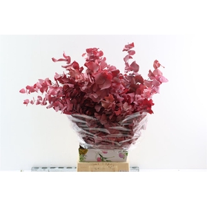 Pres Euca Stuartiana Pink Lady Bunch