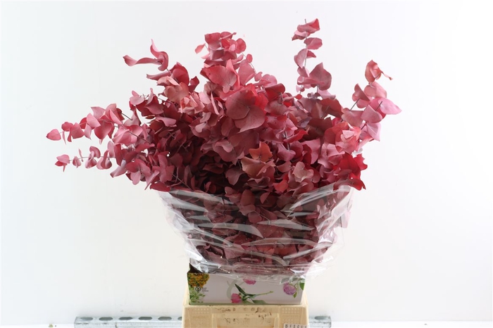 <h4>Pres Euca Stuartiana Pink Lady Bunch</h4>