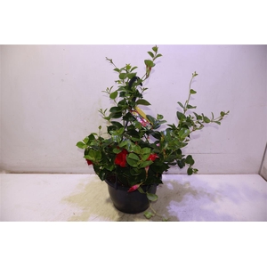 Mande Sun Red