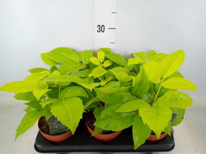 <h4>Schefflera actin.</h4>