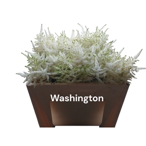 ASTIL JA WASHINGTON