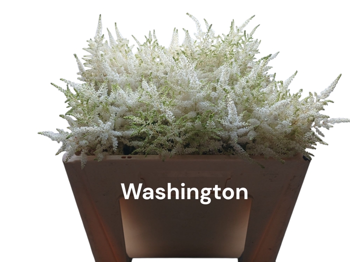 <h4>ASTIL JA WASHINGTON</h4>