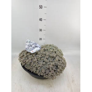 Orostachys furusei