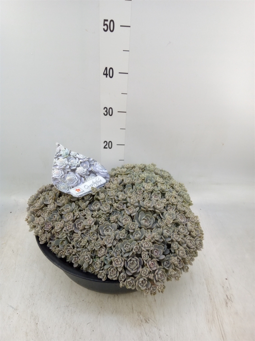 <h4>Orostachys furusei</h4>