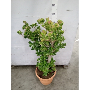 Crassula ovata