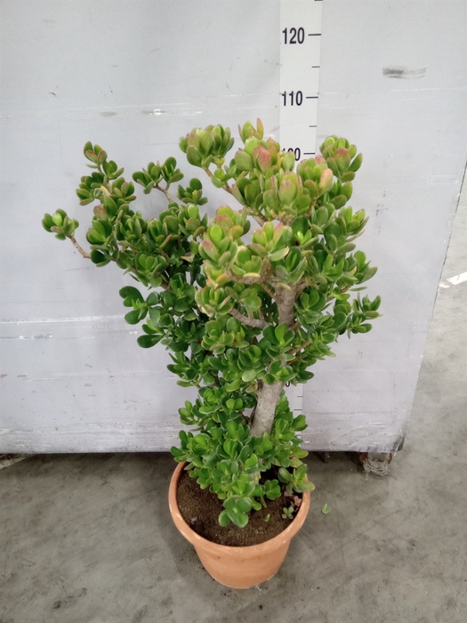 <h4>Crassula ovata</h4>