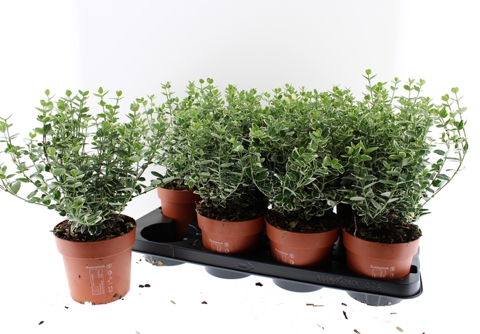 <h4>EUONYMUS F EM GAIETY</h4>
