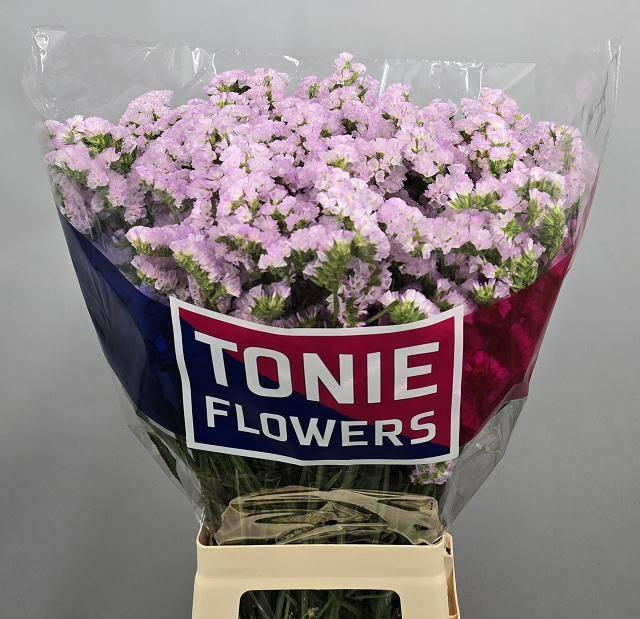 <h4>Lim S Tessa Lavender</h4>