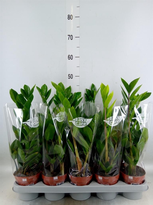 <h4>Cambria   ...mix</h4>