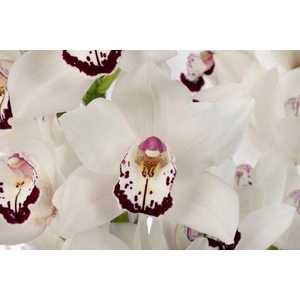 MRS. ESMEE 60cm x 10