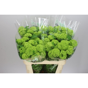 Viburnum Roseum