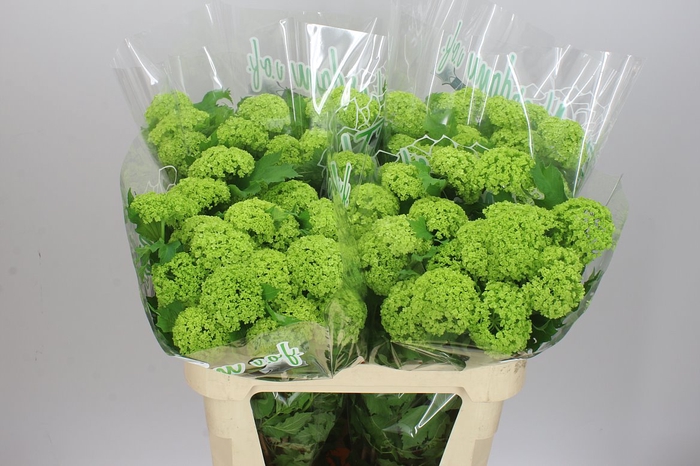 <h4>Viburnum Roseum</h4>