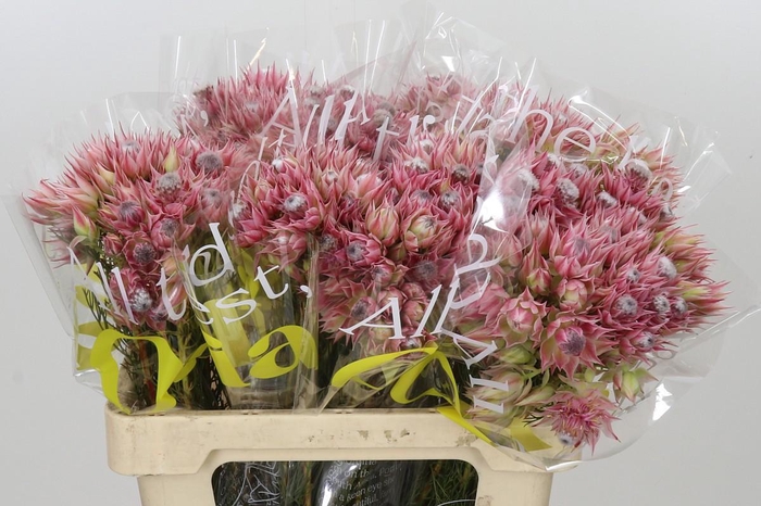 <h4>Blushing Bride Pink 6/9 Flowers</h4>