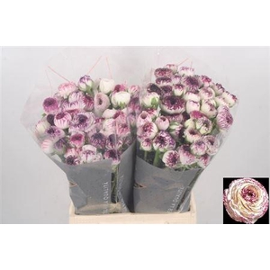 Ran El White Stripes