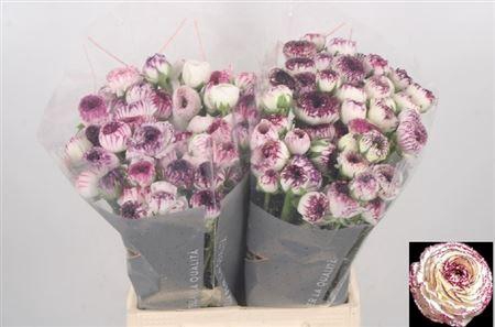 <h4>Ran El White Stripes</h4>