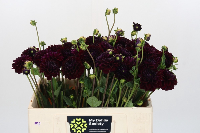 <h4>Dahlia Gipsy Night</h4>