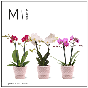 Phalaenopsis Love Mix 2 spike - 9cm in Verona Pink | Mimesis