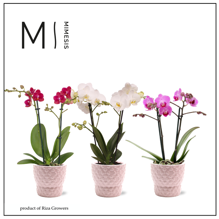 <h4>Phalaenopsis Love Mix 2 spike - 9cm in Verona Pink | Mimesis</h4>