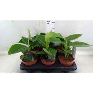Musa  'Tropicana'