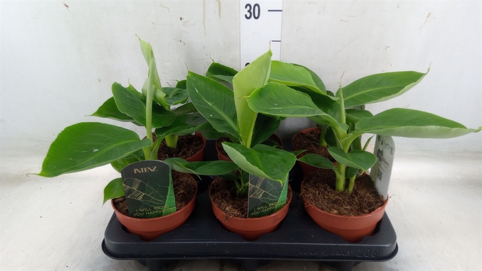 <h4>Musa  'Tropicana'</h4>