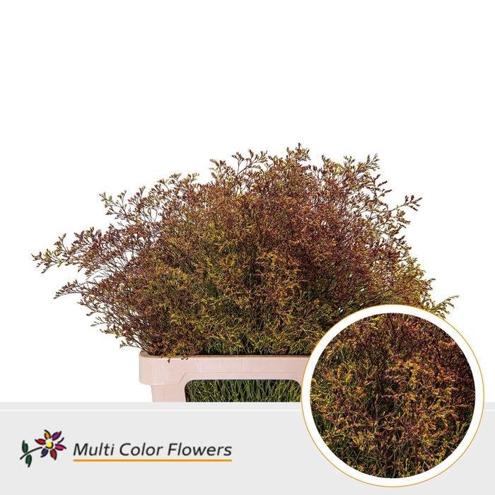 <h4>Limonium Beltlaard Autumn</h4>