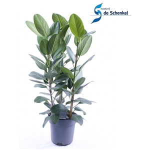 Ficus Audrey toef 3 stekken pp