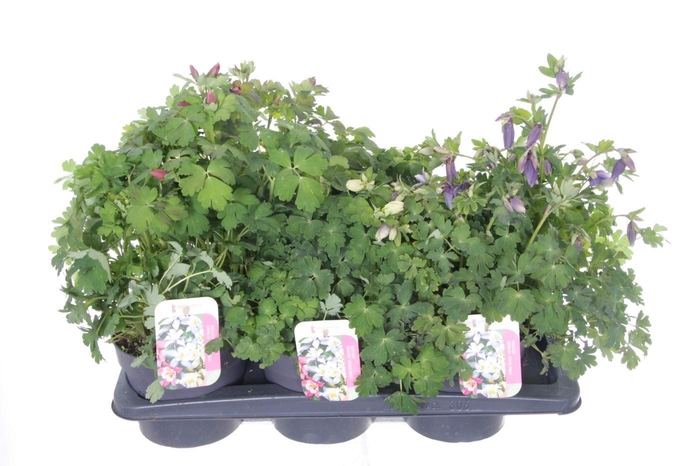 <h4>Aquilegia caer. Spring Magic mix</h4>
