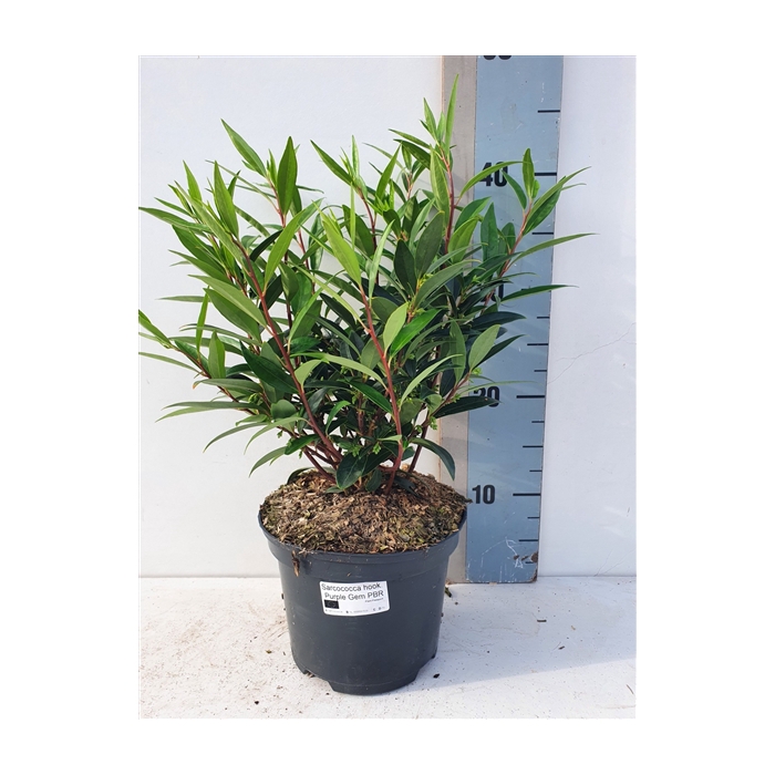 <h4>Sarcococca Hookeriana 'Purple GEM'</h4>