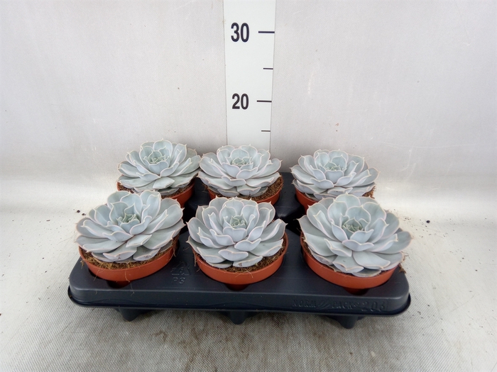 <h4>Echeveria lilacina</h4>