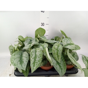 Scindapsus pictus 'Trebie'