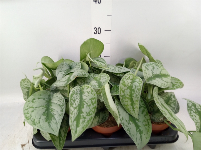 <h4>Scindapsus pictus 'Trebie'</h4>