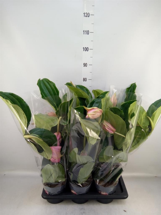 <h4>Medinilla magn.</h4>