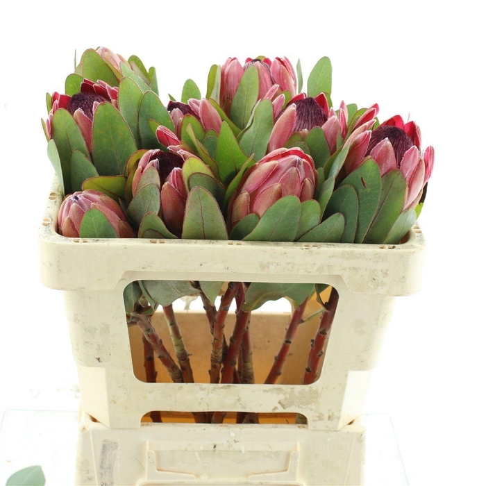 <h4>PROTEA SYLVIA</h4>