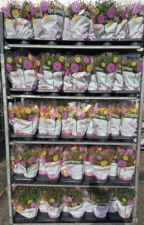<h4>Chrysanthemum 15 Cm Mix Kar</h4>