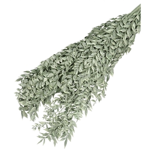 Dried flowers Ruscus 65cm 110g