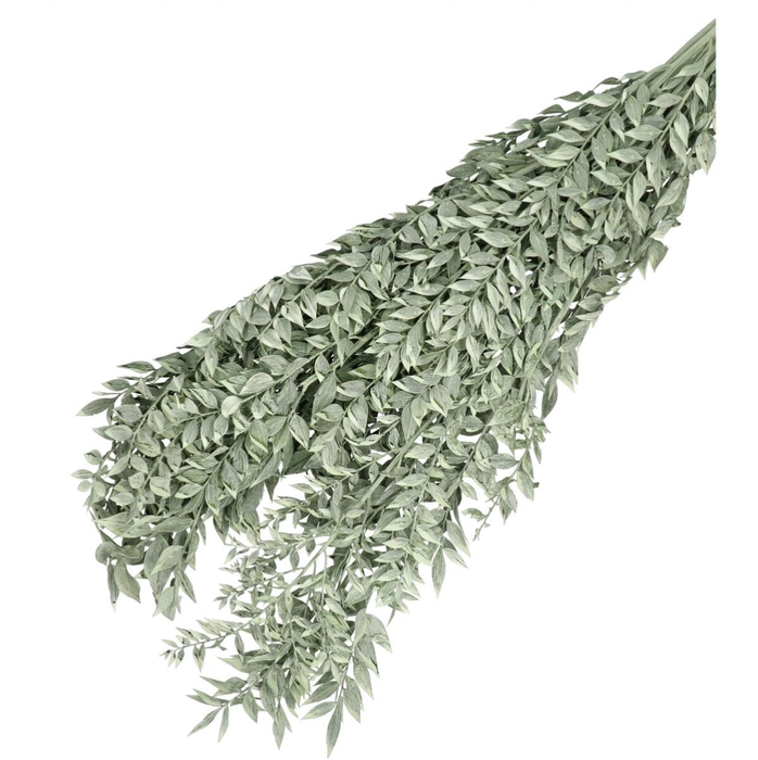 <h4>Dried flowers Ruscus 65cm 110g</h4>