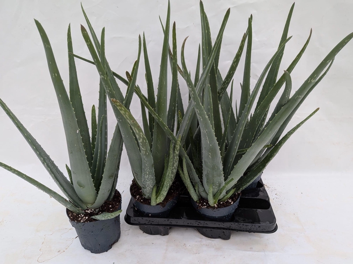 <h4>ALOE VERA</h4>