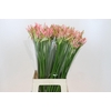 Nerine Vesta K