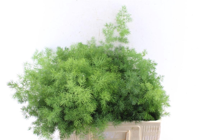 <h4>Asp Umbellatus</h4>