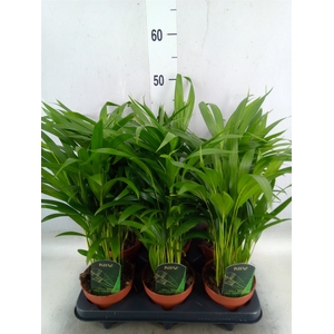 Dypsis lutescens   ...Chrysalidoca