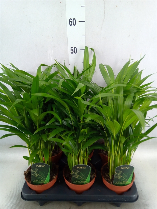 <h4>Dypsis lutescens   ...Chrysalidoca</h4>