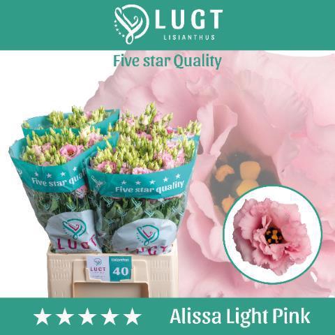 <h4>EUS G ALISSA LIGH PI</h4>