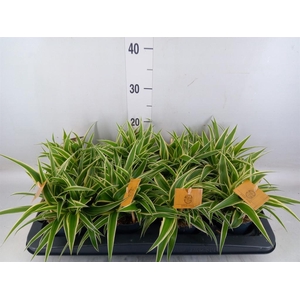 Chlorophytum com. 'Ocean'