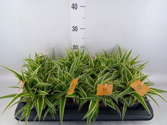 <h4>Chlorophytum com. 'Ocean'</h4>