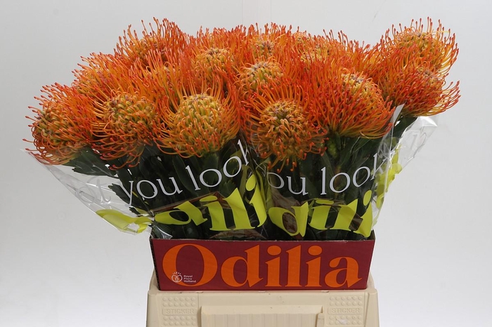 <h4>Nutans Ayoba Sun</h4>